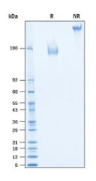 SDS-PAGE (MUC1-051H).jpg